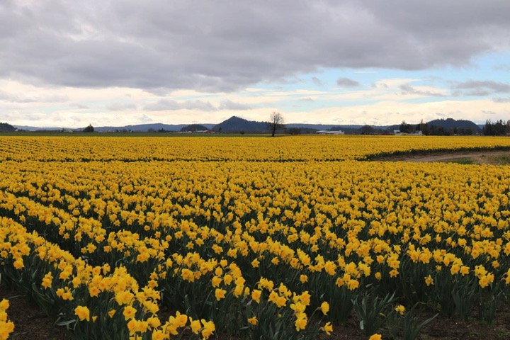 One of the daffodil fields we visited on our retreat weekend.